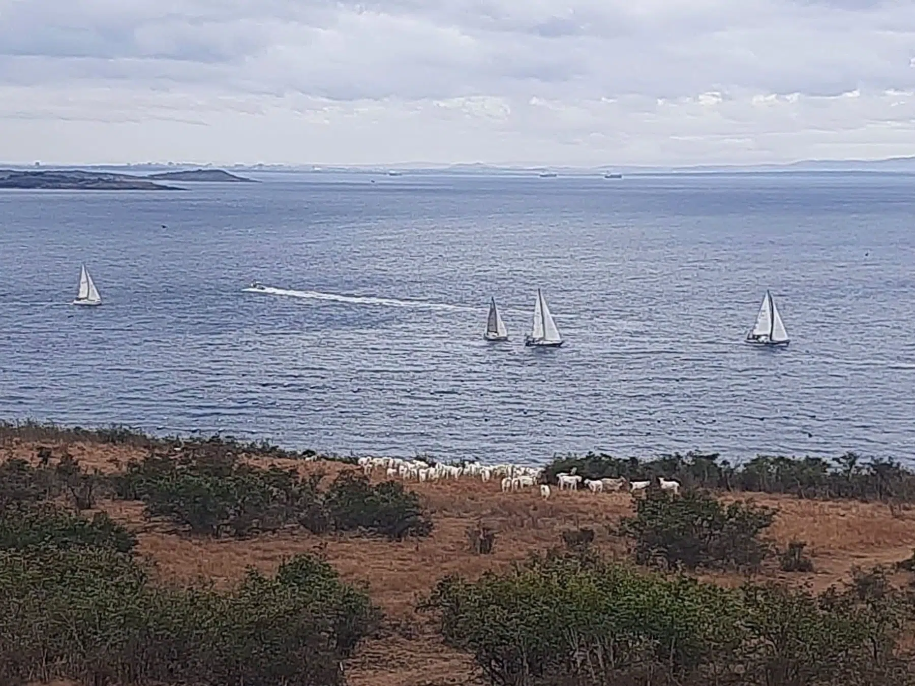 Sozopol Sailing Cup 2026 — Регата